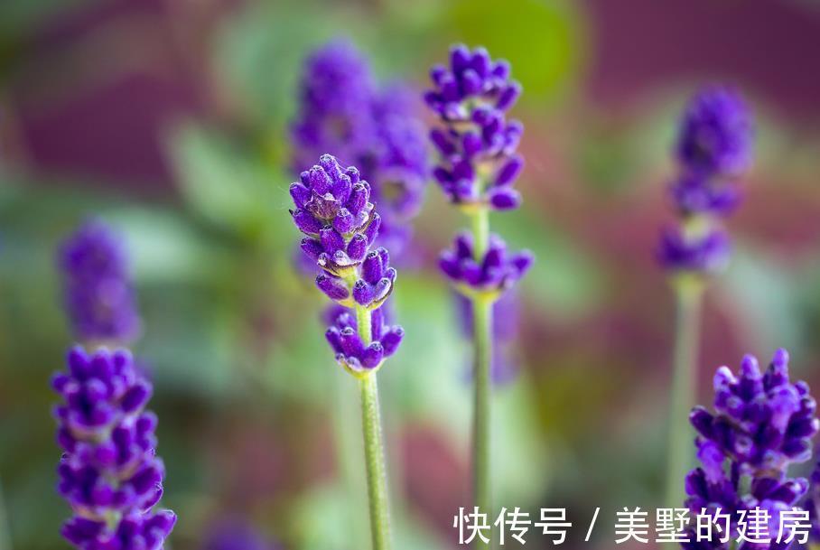 薰衣草|这些植物是蚊虫克星，夏天到了养上一盆，不用买蚊香啦