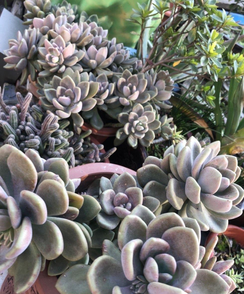 扦插|3种花真的太顽强了，一个枝一片叶，遇土就长根，扦插很简单