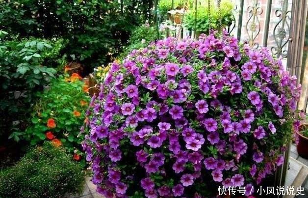 女人的阳台，别缺5种花，好养爱爆盆，一盆千百朵，枝头花苞满