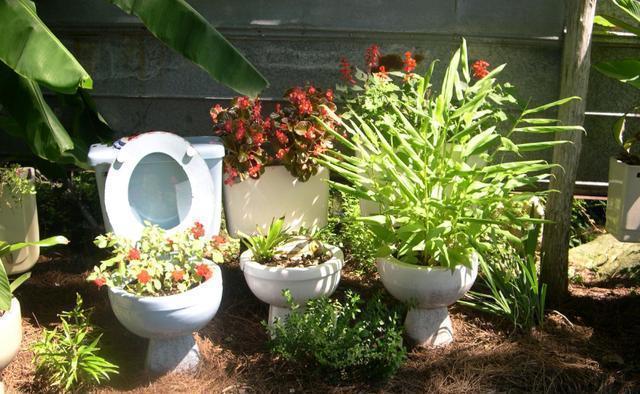 往花盆里丢“电线”,啥花都喜欢,难怪花和叶子“呼呼长”