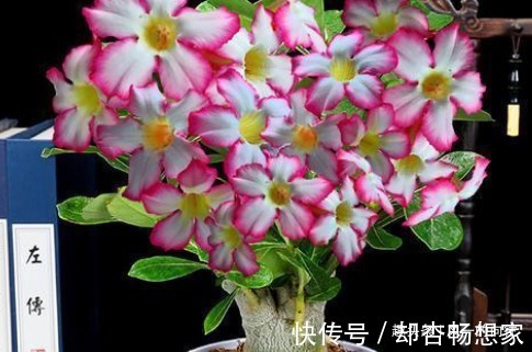 太阳花|快要临近夏天,这3种花号称“热不死”,天越热花开的越旺