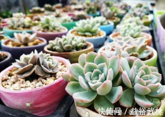 多肉叶插不能太随便,掌握好4点,每个叶片都成活,变成多肉大户