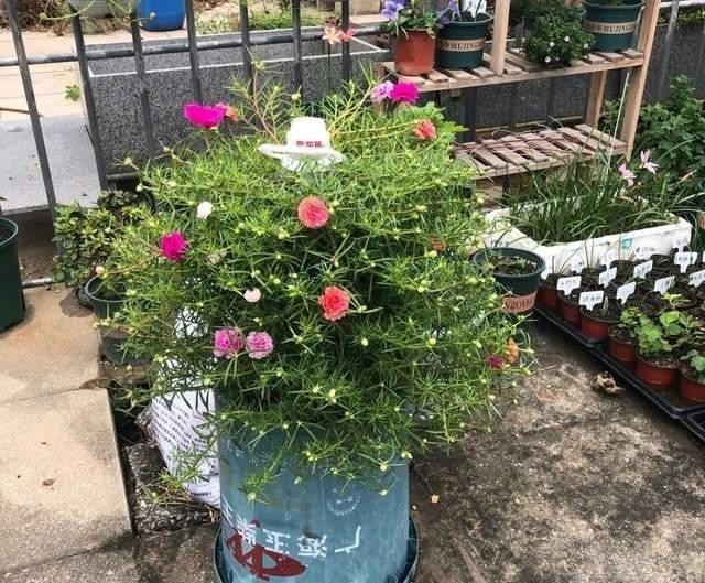  太阳|宿根太阳花怎么过冬？这3点别忽视，连续三五年有花赏，娇美艳丽