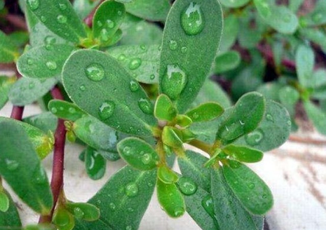 马齿苋|有了白头发不要烦!马齿苋加一宝,白发变黑发,半月后还有大发现