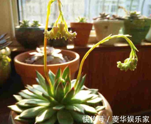 花苞|这3种花“开花”不是好事，见到花苞立马剪掉，不然越来越丑