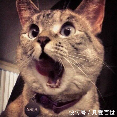 |搞笑动图:小家伙,躺着卖萌噶哈呢!