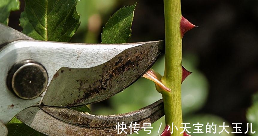 植物何时需要疏剪,花卉何时需要疏花