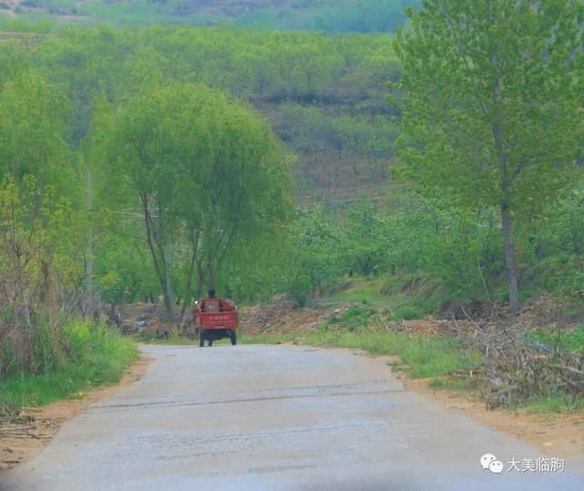 临朐有个楸花沟你知道吗？