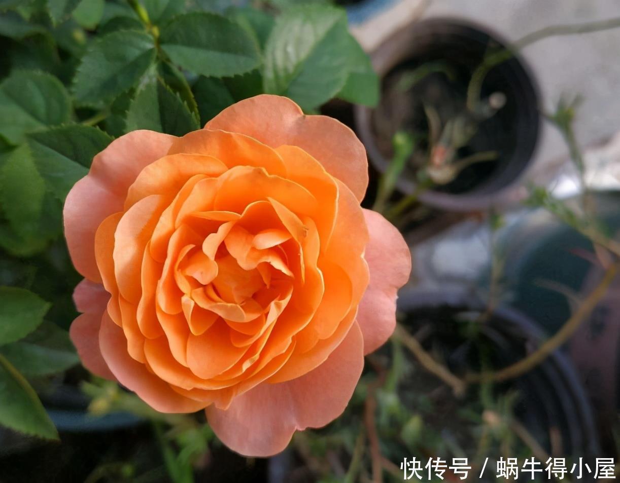 阳台上|建议爱花人:无论阳台大小,都要养一盆果汁阳台,是真漂亮!