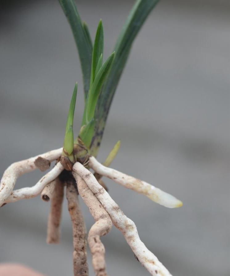  兰花|一株王氏素荷“引种苗”兰花，目前叫价“4140”，到底价值几何？