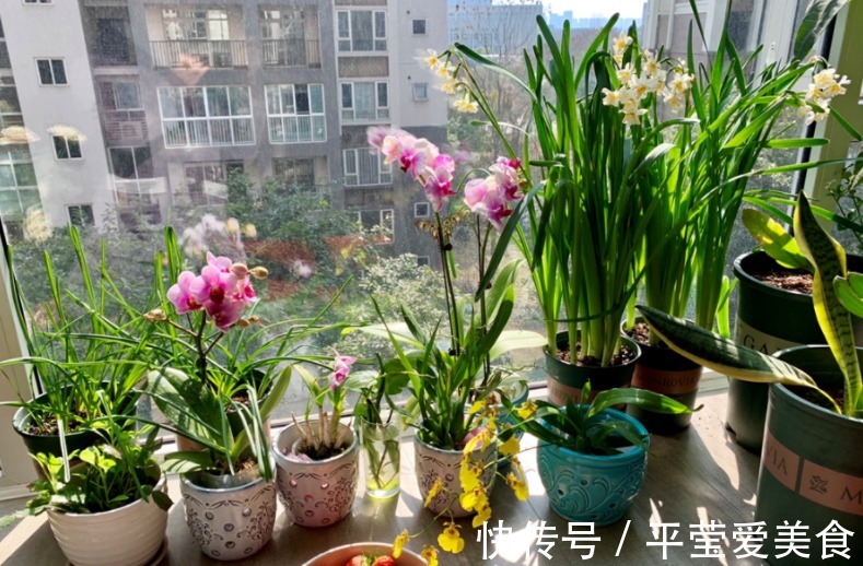 养花常备1种肥就够了,毕竟所有的植物大多数时间都用得上