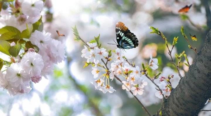 妈妈|探春｜花都开了，陪妈妈出去走走吧