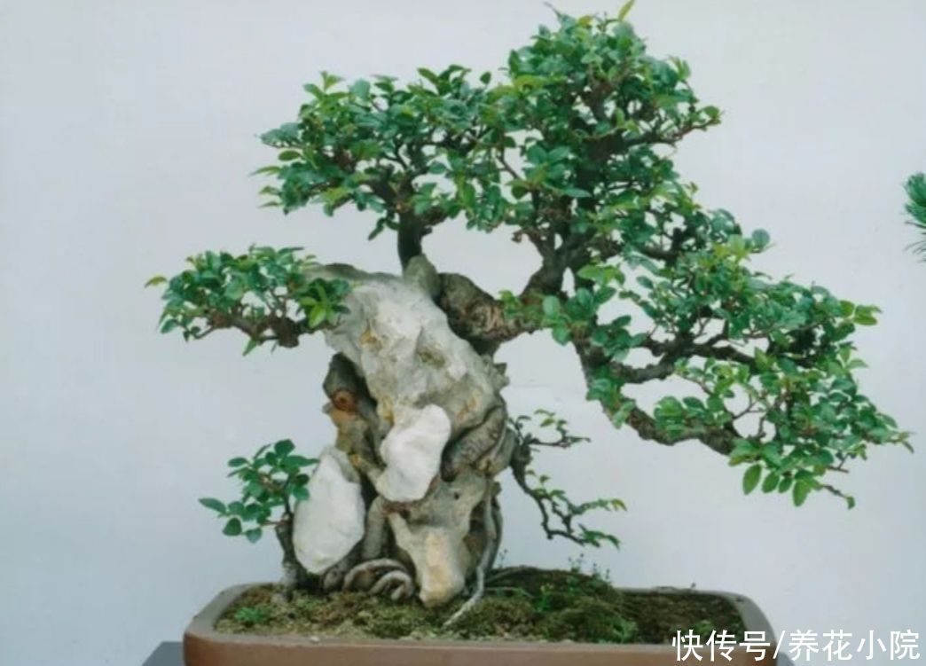 漂亮|盆景不用买，5种常见的树，做成盆景漂亮又美观