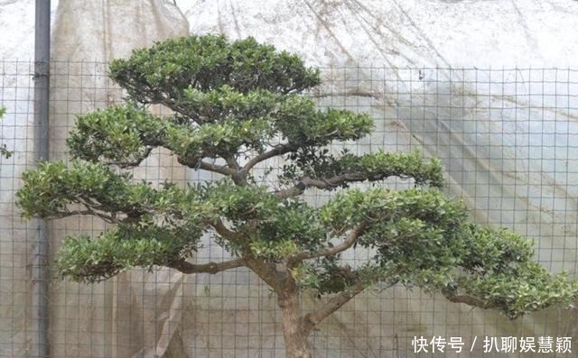 寓意|夏天花卉怕热,那就养2种“盆景树”,摆家里有寓意,还值钱!