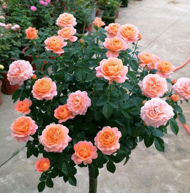 浇水|月季花期管理方法大揭秘，三个重点缺一不可