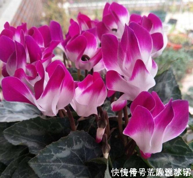 4种花超爱开花,全年开花不断,个个美的出奇