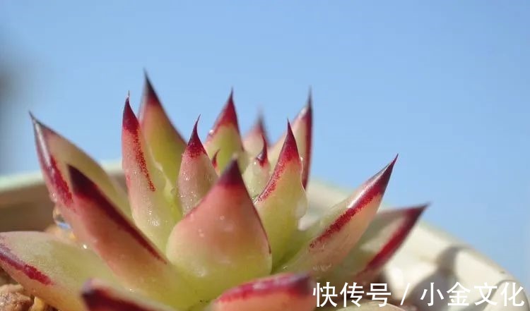 以阳光为滤镜,蓝天为背景,期待拥抱春天,拥抱自然!