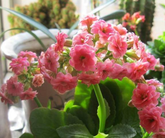 长寿花“管一管”，花苞一钻就几百，花朵挂枝，一蹿就上千