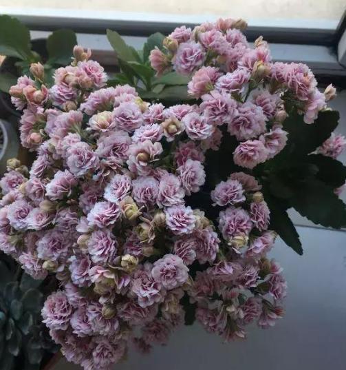 盆栽|夏季盆栽长寿花，重点注意这2方面，秋冬方能蹭蹭花开爆满盆