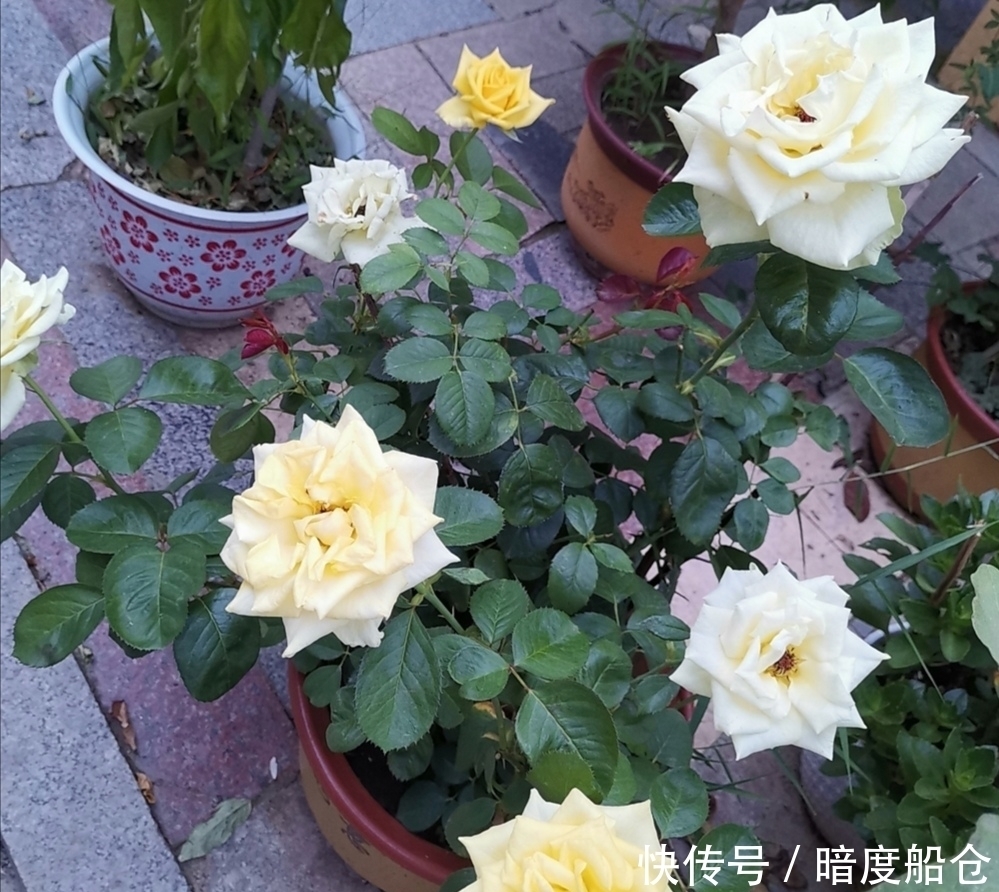 阳台也能养的“微型月季”,花期长、品种多,四季有花赏