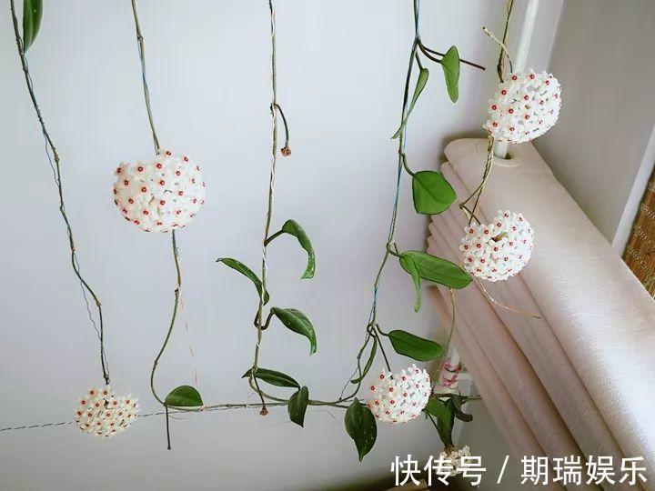 比绿萝还耐阴的花,养1盆能爬上房顶,开花比香水还香!