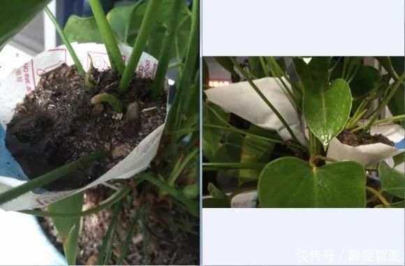 虎皮兰,红掌,吊兰养成老桩,变成大树,真壮观