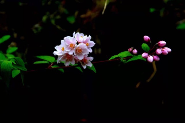 生物|杨向红镜头下的玉龙雪山奇花异草，见证了丽江生物多样性之美