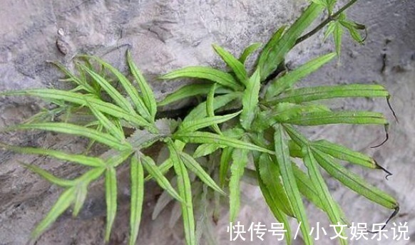 野草|农村的一种野草,治疗骨折、腰骨酸痛、胆囊炎、尿路感染有奇效