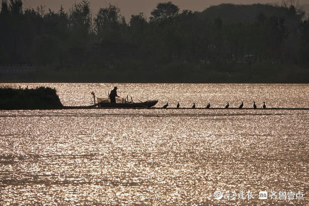 华山湖|华山湖“湖”拍，夕阳下的鱼鹰站成一排