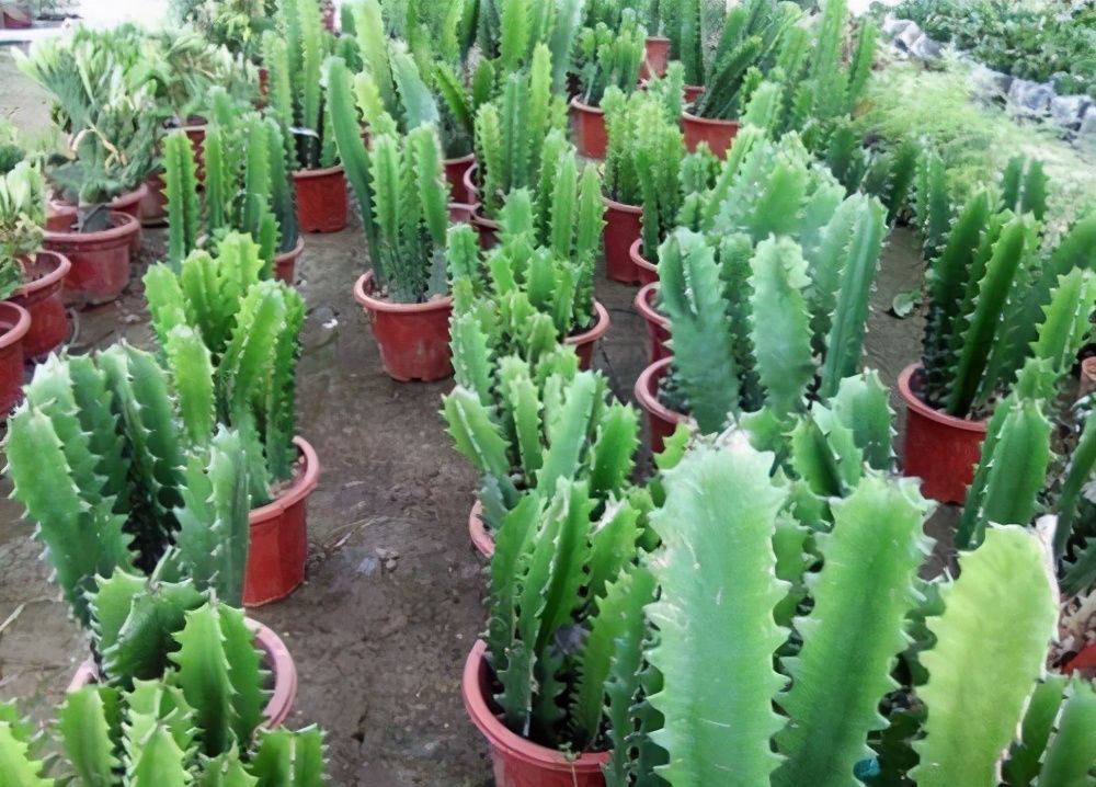 烂根|秋冬天养花,三种水不能拿来浇花,易黄叶烂根,养花人速看