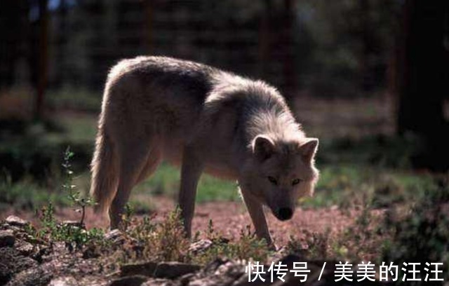 |最嚣张的野兔!蹦跶着去看狼群笑话,接下来得到了教训