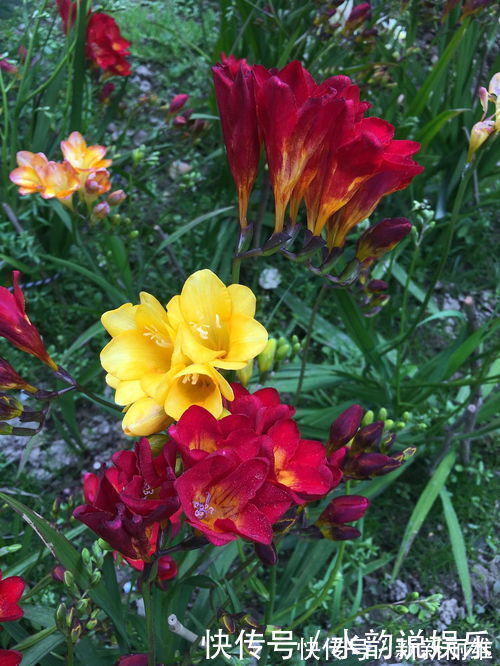 清幽|此花花香清幽似兰，花色纯白如雪，常用于沐浴乳的原料之一