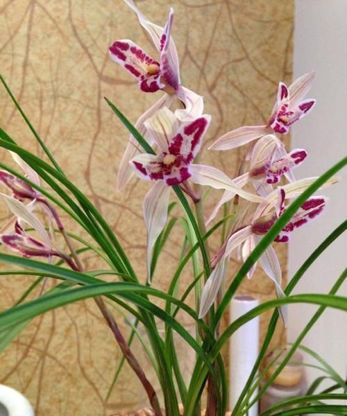 曾被抢购一空的兰花,以前一苗值千金,现在几块钱,花型独一无二