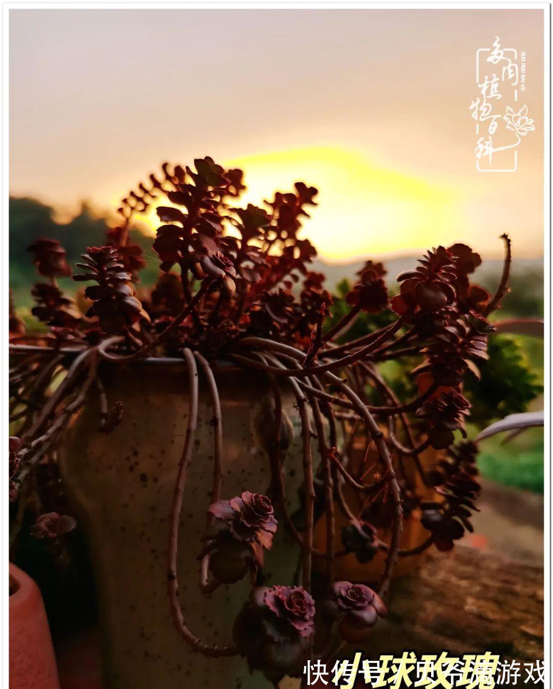 养多肉是喜欢,顺其自然是心境!