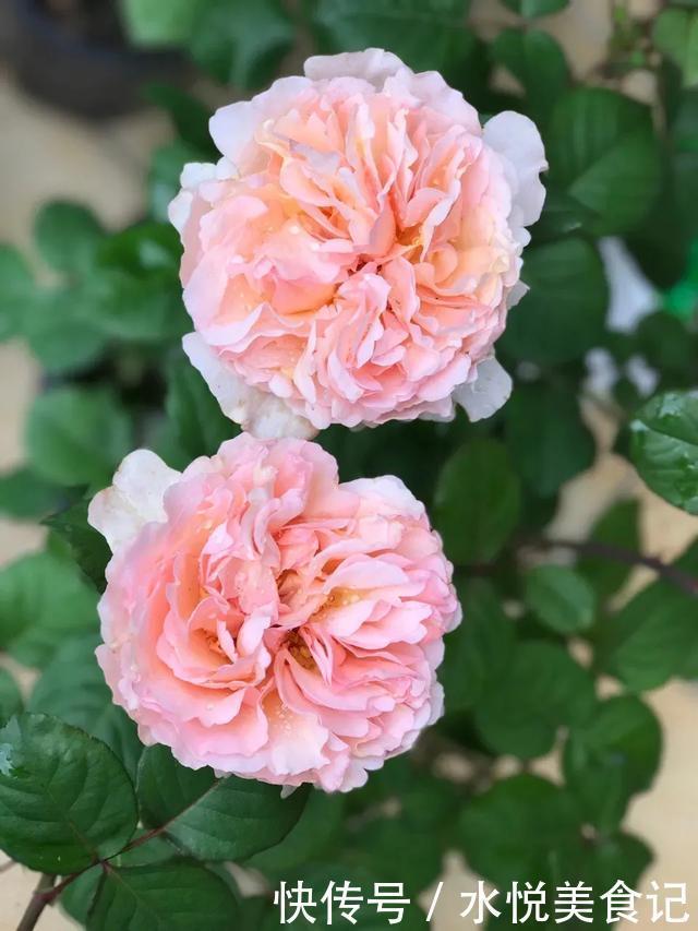 22种最漂亮的月季,一次能开300天,满屋飘香开花多