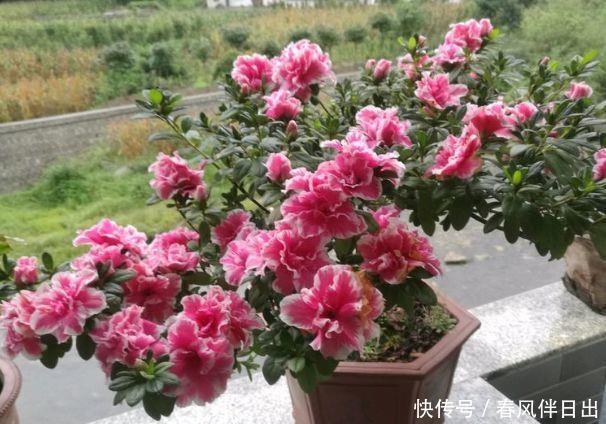 几种花随便养,寓意超好的,招财纳福好运来,日子越过越红火