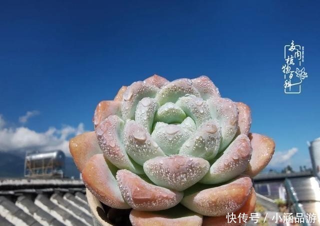 从一颗到500多盆，遇见多肉后，满眼全是你！