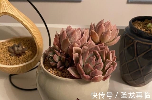 夏季|火焰杯多肉,升级版的紫罗兰女王,隔着玻璃晒太阳也能红