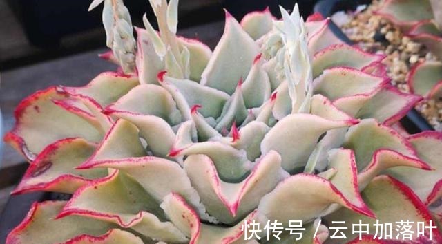 养护|2021年备受欢迎的网红多肉,养护简单容易繁殖,长出状态想咬一口!