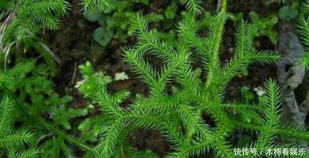 长毛|农村俗称“伸筋草”的植物,全身长毛,能驱寒祛湿, 药用价值高