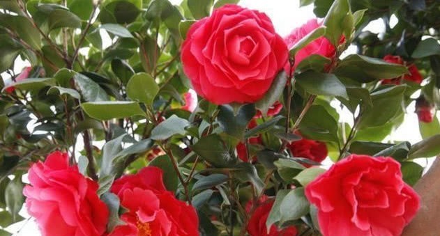 花色艳、花量大的“4种花”,全年花开不停,开爆阳台变花园!