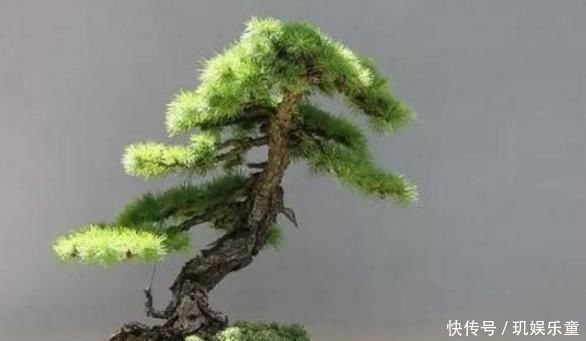 黄杨树|这“3种树”平凡不起眼，做成盆景贵气十足，养上3年，价格翻几倍