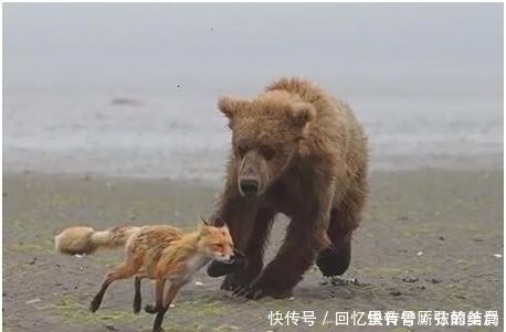 世界上最大的熊 科迪亚克岛棕熊体重可达800公斤 快资讯 世界上最大的熊 科迪亚克岛棕熊体重可达800公斤 快资讯