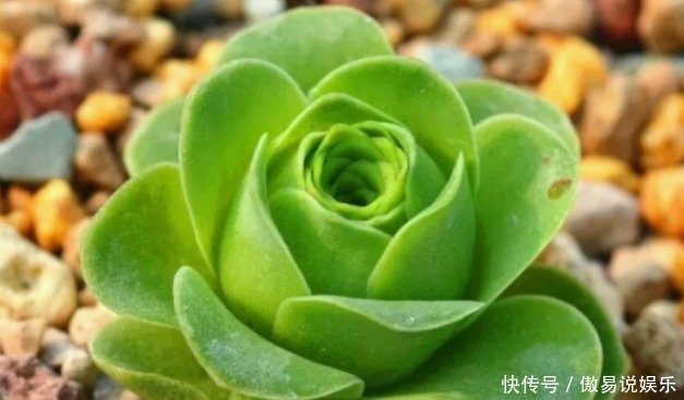  山地玫瑰|喜欢养护花卉，就养盆花中精品，比菊花美，比牡丹惊艳的花卉