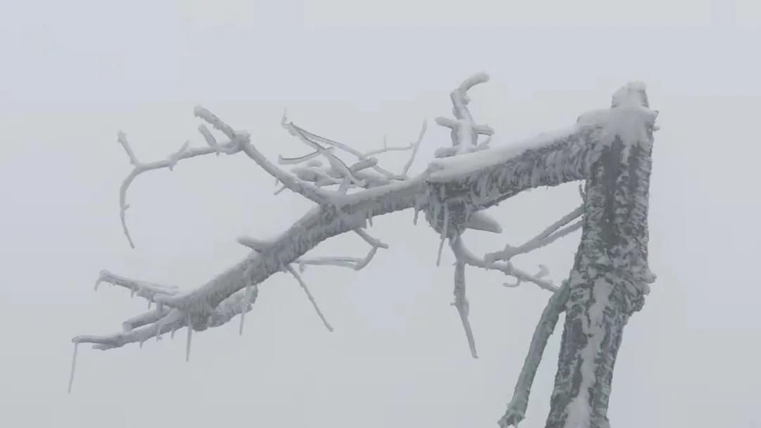 雾凇|绝了！天台冬季美景，宛如冰雪世界！一天看8小时都不够!