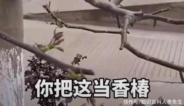 核桃树刚发芽,就被路人摘光,树主人无奈挂牌子警示