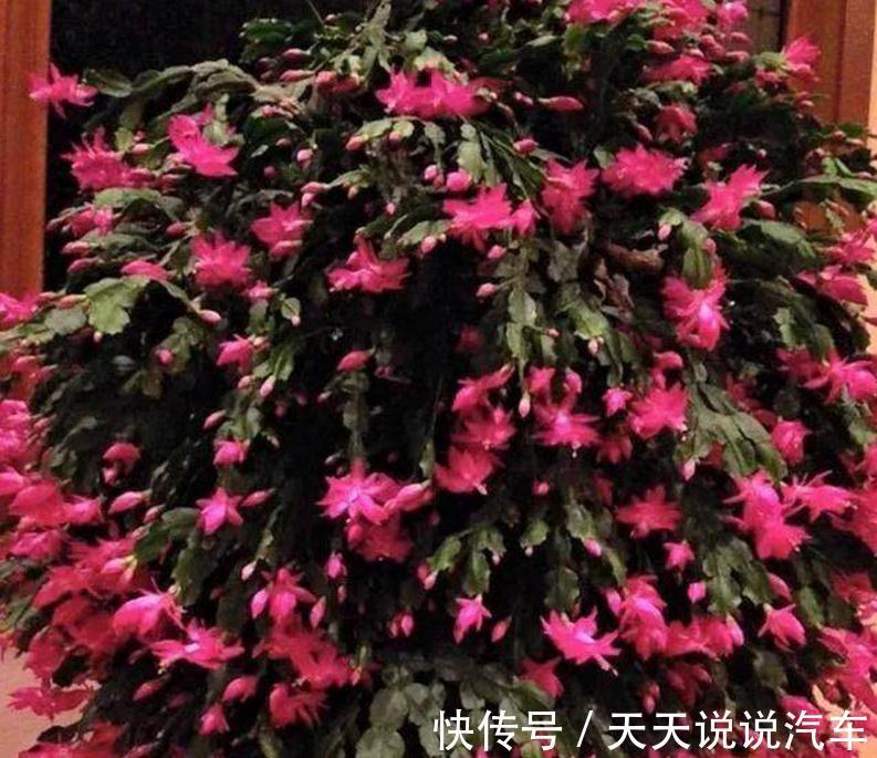 用此种水浇花,绿萝吊兰君子兰,20年都不黄叶烂根,比花肥还管用