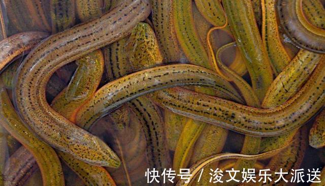 鳝鱼5种最好吃的做法,简单美味又下饭,看看你喜欢吃哪种