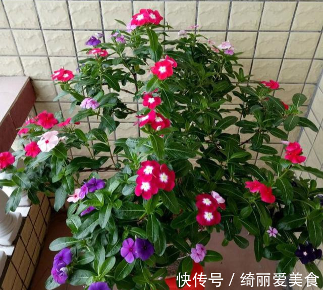 养花技巧:粗生粗养也能四季开花!少养1种都觉得亏了