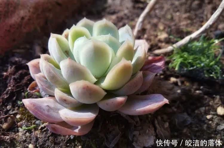 如莲似花,美好心情由你而始!